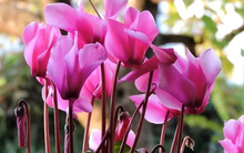 Không cần máy lọc khí: 10 loại cây đặt trong nhà mới giúp bay mùi sơn, hút sạch khí độc chỉ sau vài tuần