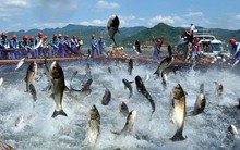 'Vua cá tra' báo lãi 9 tháng đầu năm gấp 18 lần cùng kỳ, cổ phiếu tăng hơn 60% từ đầu năm