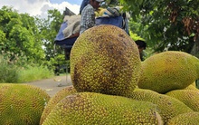 Giá nông thủy sản miền Tây: Mít kem lớn giá cao hơn 7 lần mít chợ