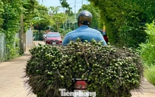 Cau rớt giá thảm hại vì thương lái Trung Quốc bất ngờ 'quay xe'