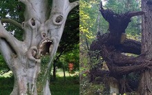 Ông bà dặn: "Đừng trồng cây dữ trước nhà, lộc tới cửa cũng hóa hư không" - 4 loài cây nhất định phải tránh né