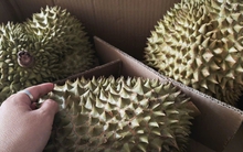 Giá sầu riêng hôm nay 20-10: Sầu riêng hết mùa, khan hiếm sao giá bất ngờ giảm sâu?