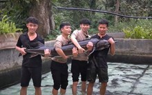 Cụ Cá Tầm 15 năm tuổi nặng 50 kg ở Lai Châu, được lên sàn đấu giá để huy động vốn: Ai nuôi?