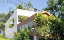 Nhà phố thiết kế mở ngập tràn cây xanh