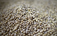 Mất khách Trung Quốc, Mỹ lập tức có cứu tinh mới cho mặt hàng chiến lược: Nhu cầu gần 4 triệu tấn mỗi năm, sản lượng nội địa rất thấp