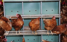 Giá trứng gà bất ngờ tăng vọt, tiến sát mốc 4.000 đồng/trứng