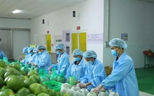 Động lực giúp xuất khẩu rau quả ngược dòng cán mốc kỷ lục