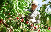 Vụ cà phê kết thúc "như mơ", nhưng...