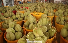 Sầu riêng Đắk Lắk rớt giá mạnh, thương lái dừng mua