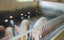 Giá heo hơi hôm nay, 25-10: Khu vực Tây Nam Bộ bất ngờ tăng giá