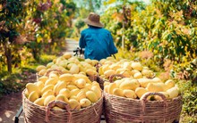 Một loại quả bất ngờ tăng giá gấp đôi, nông dân “hái vàng”, thu tiền triệu mỗi công