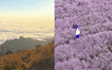 Chinh phục "thiên đường mây" Tà Chì Nhù mùa hoa chi pâu, chiêm ngưỡng vẻ đẹp tinh khôi của núi rừng Tây Bắc