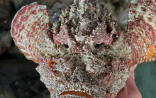 Loài cá xấu nhất Việt Nam