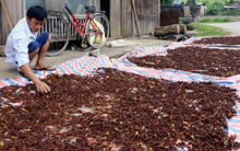 Việt Nam có một loại hoa vừa thu về hơn 45 triệu USD: Nước ta đứng thứ 2 thế giới, xuất khẩu hàng chục nghìn tấn mỗi năm