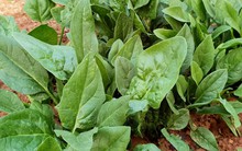 Đi chợ mùa lạnh mua rau chân vịt ngon: Nhớ nhìn lá tròn hay lá nhọn kẻo món bị sượng