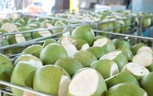 Sau sầu riêng, thêm một 'sản vật' của Việt Nam trở thành đối thủ lớn của Thái Lan: sản lượng hơn 2 triệu tấn/năm, nước ta là ông lớn thứ 7 thế giới