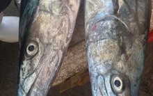 3 loại cá "tốt hơn cả cá hồi", chợ Việt bán nhiều vô kể