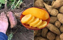 Đặc sản lạ lên sàn bán hơn 300 tấn trong 2 tháng - người dân thu nhập hàng chục triệu đồng