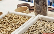 Giá cà phê hôm nay 29-10: Robusta phục hồi nhẹ, Arabica tiếp tục giảm