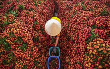 Không phải sầu riêng, một báu vật triệu đô của Việt Nam khiến Trung Quốc, Mỹ mê mẩn: xuất khẩu tăng khủng hơn 5.000%, sản lượng đạt 300.000 tấn