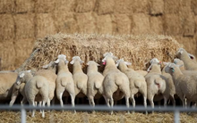 Trung Quốc bất ngờ gom mạnh một loại nguyên liệu quan trọng từ Úc do nguồn cung khan hiếm, giá tăng vọt 11 tháng liên tiếp