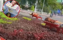 Xôn xao người bán nước trúng số "khủng", mua 5 con heo quay ra đường lễ tạ: Hé lộ số tiền thưởng thực sự