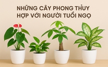 Những cây phong thủy hợp với người tuổi Ngọ