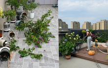 Penthouse – giấc mơ sang chảnh biến thành “địa ngục trên cao”: Tôi đã sống và hối hận!