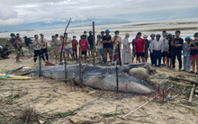 Cá ông dạt vào bờ biển là điềm tốt hay xấu? Ngư dân 40 năm đưa ra giải thích