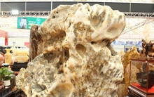 Khách tò mò ngắm san hô, gỗ hóa thạch trăm triệu tuổi, giá tiền tỷ