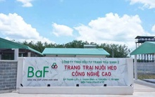 Giá heo ‘hạ nhiệt’, lợi nhuận Baf Việt Nam 'bốc hơi' 63% trong quý III/2025