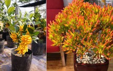 Ban công nhà giàu thường đặt 3 cây này để trấn giữ của cải, còn tốt cho sức khỏe chủ nhân