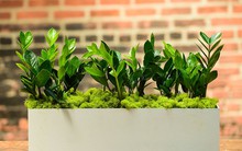 Loại cây cảnh được coi là "cây phong thủy số 1", hút tài lộc, báo phú quý, nhà giàu thích mê, thường bày trong nhà