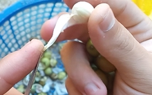 Thứ hạt người Việt thường dùng để nấu chè, ai ngờ lại là “báu vật” cho tim mạch, tiết niệu, cân bằng nội tiết