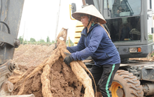 Biến cây mọc dại thành “vàng trắng”, người nông dân thu 3,6 tỷ đồng/năm