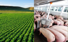 Top 10 Công ty uy tín ngành Nông nghiệp Công nghệ cao năm 2025: CP, Lộc Trời từ top 1, top 2 nay không lọt bảng xếp hạng, Dabaco, BAF dẫn trước HAGL