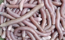 Độc lạ đặc sản trùng biển tên nghe lạ, nhìn trông sợ nhưng cực bổ dưỡng