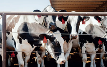 Cách nước Mỹ nuôi bò: Cho đeo vòng thông minh 200 USD/chiếc, phát hiện bệnh sau 60 giây, quản lý cả trang trại chỉ với chiếc điện thoại