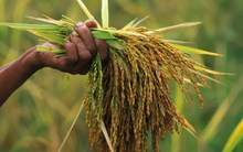 Quốc gia nhập khẩu gạo lớn nhất thế giới sắp dừng nhập khẩu đến tháng 4/2026, gạo Việt đang xoay trục sang những thị trường nào?