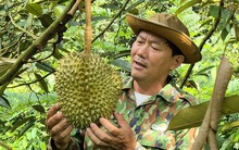 Giá sầu riêng hôm nay 8-10: Vượt 100.000 đồng/kg, nhà vườn trúng lớn