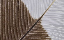 1 thứ nặng chưa tới 10gram nhưng đắt gấp 35 lần giá vàng: Tìm thấy từ 1 cá thể cực kỳ quý hiếm, nghi đã hoàn toàn tuyệt chủng