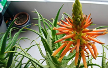 Tu 3 kiếp mới thấy 4 cây cảnh nở hoa: Điềm báo trúng số, gia chủ may túi ba gang mà hốt tiền!