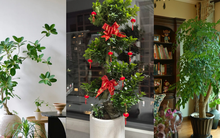 “Trong nhà có một cây, cả nhà ấm no": 5 loại cây nội thất đẹp, dễ sống, tăng sinh khí cho tổ ấm