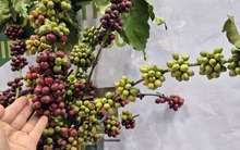 Giá cà phê hôm nay 1-11: Cực đoan hơn thời tiết