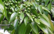 Loài cây gia vị quý của thế giới Việt Nam đang trồng bạt ngàn: Từ vỏ đến lá đều hái ra tiền, nước ta cùng Trung Quốc cạnh tranh ngôi vương của thế giới