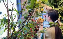 Khu vườn 6m2 khiến trăm nghìn người theo dõi vì quá "chữa lành"