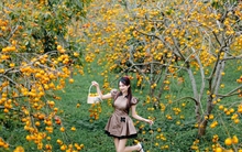 Cao nguyên Mộc Châu rực rỡ mùa hồng chín, níu chân du khách gần xa