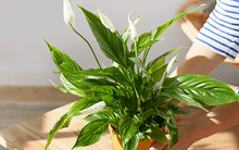 Khuyên bạn trồng ngay 3 loại cây này: Hút tiền như nam châm, kéo tài lộc vào nhà không đếm xuể còn dễ chăm sóc