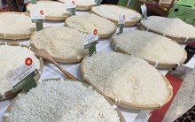 Chủ tịch VFA nói gì về việc Philippines dừng nhập khẩu gạo đến hết năm 2025?