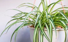 5 loại cây lọc sạch không khí NASA khuyên trồng, Việt Nam rất sẵn: Cực dễ sống